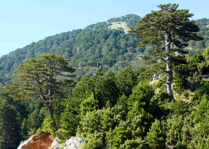 QEPARO - PARC NATIONAL DE LLOGARA