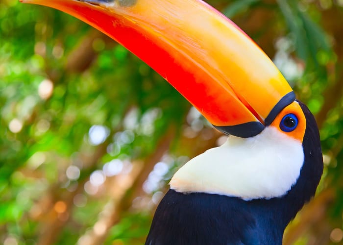 Riviere Kaka
