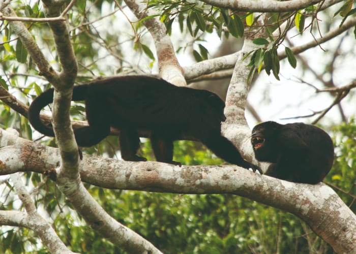 Parc Madidi