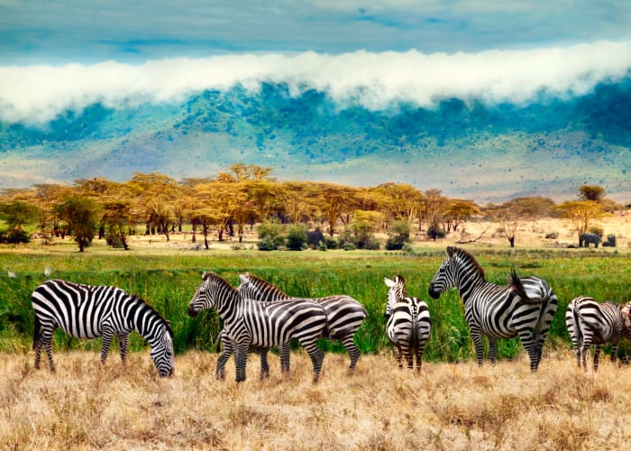 Des hauts plateaux du Karatu Ngorongoro au parc national du Serengeti