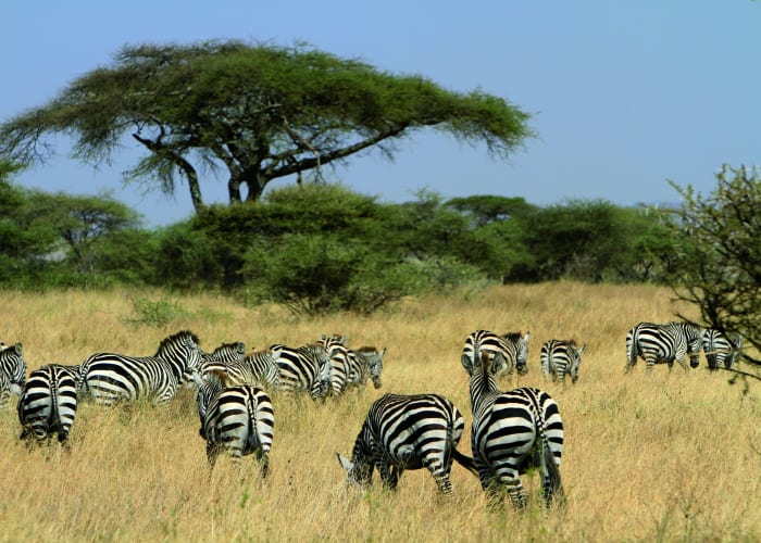 Safari complet dans le parc national du Serengeti central.