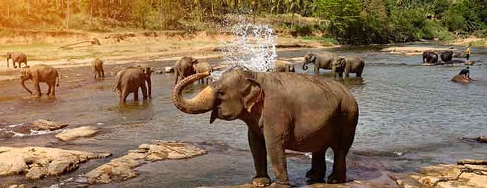 Safari à Yala