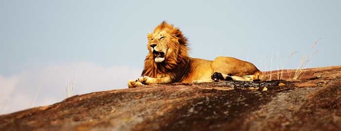 Journée complète d'Arusha au cratère du Ngorongoro