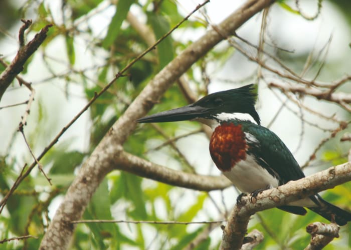 Parc Madidi