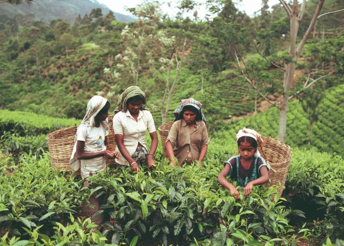 Bandarawella
