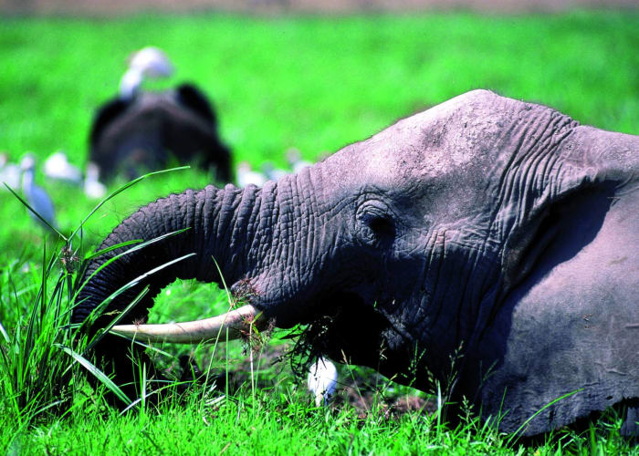 Amboseli National Park