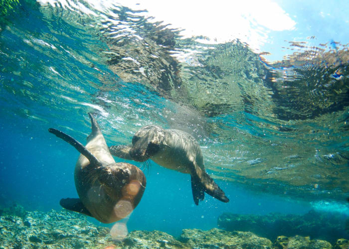 Les Galapagos, après Darwin