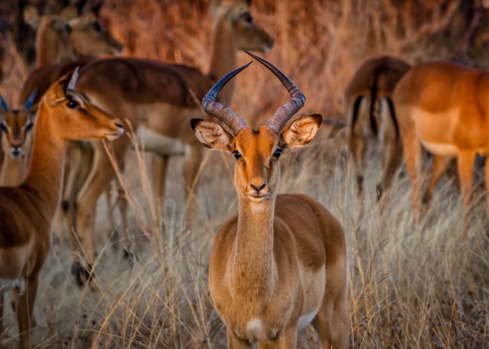 Parc national de Hwange
