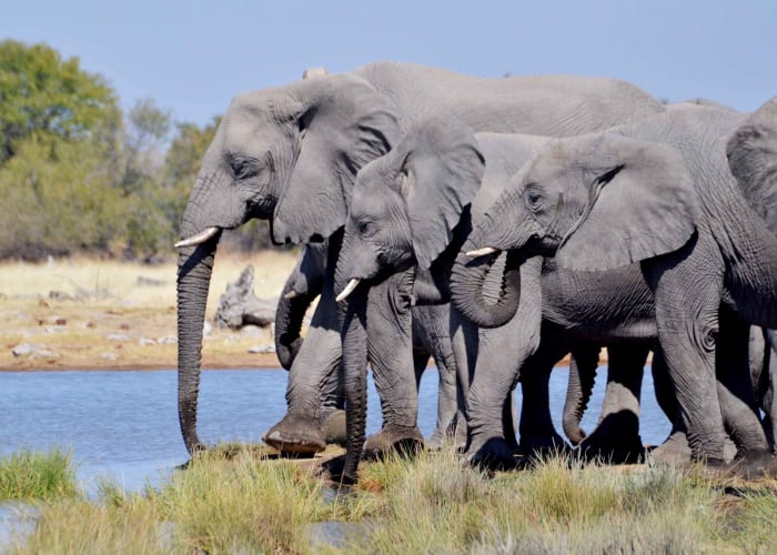Etosha Sud