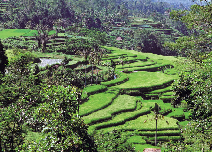 Rizières de Jatiluwih, le parc aux papillons et le temple de Pura Danu Bratan