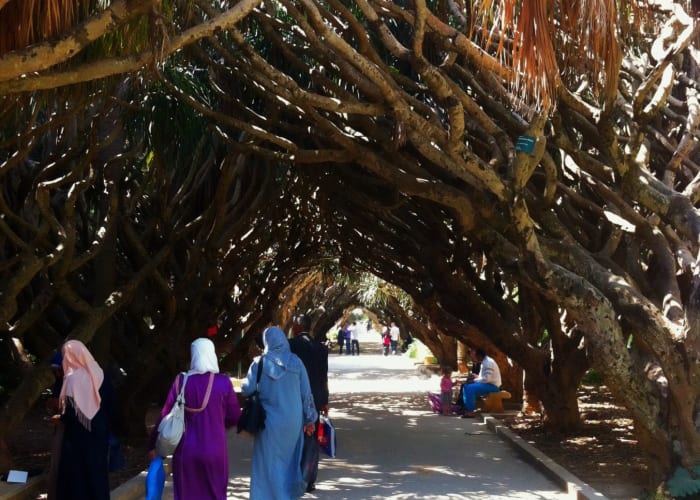 Jardin d'Essai et vol retour