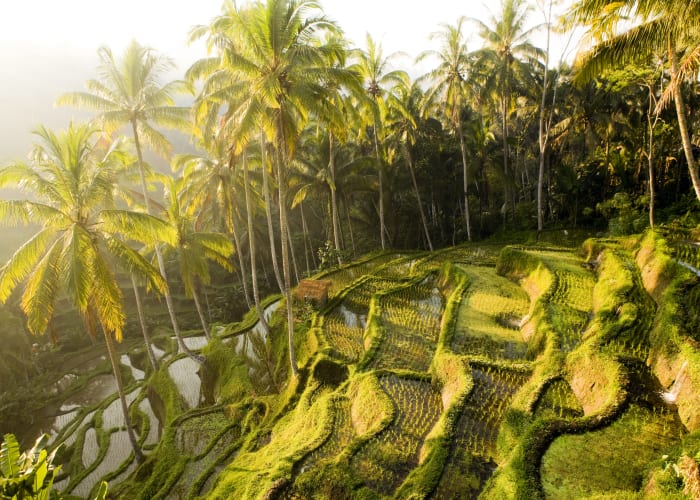 Ubud les secrets de Bali