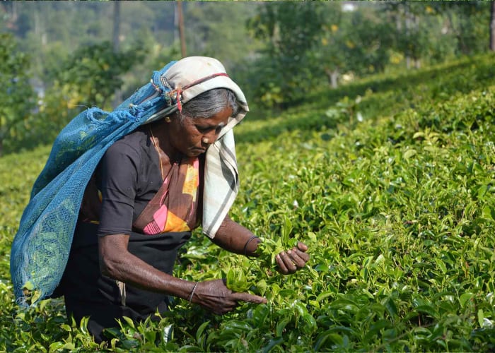 Autour d'Ella et défi Tuk tuk dans les plantations de thé