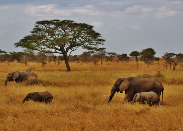 Safari dans le parc national de Tarangire