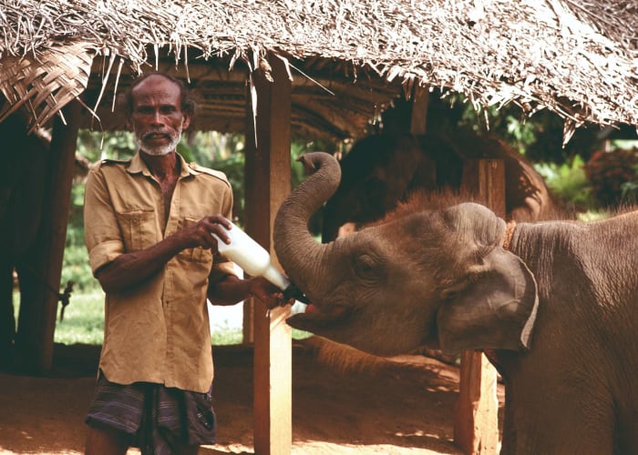 Morawaka Udawalawe