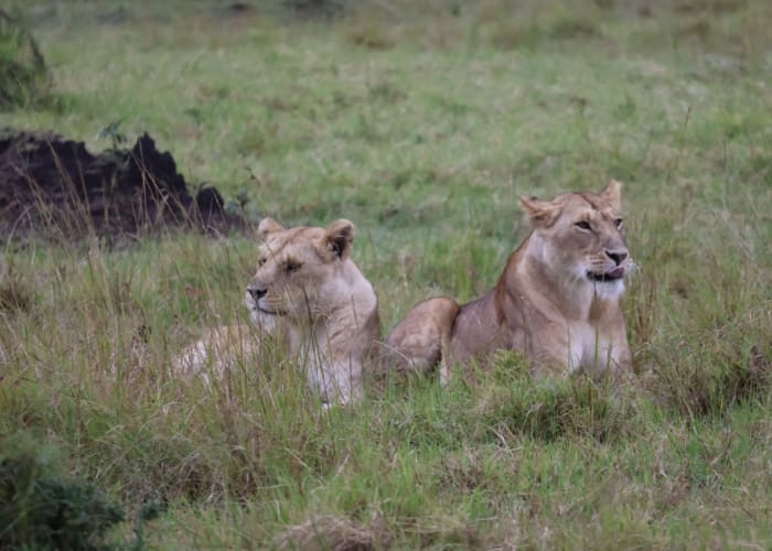 À la Découverte des Grands Félins et Plus dans le Masai Mara