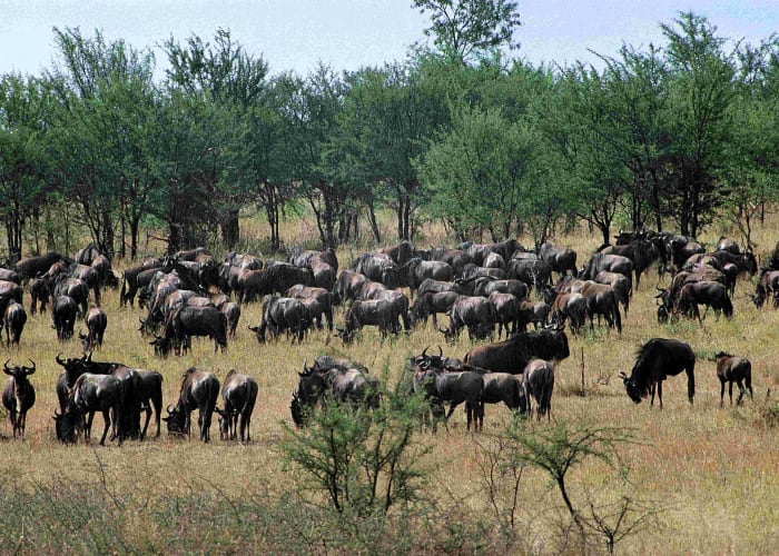 Profitez du safari dans le parc national de Seronera et du centre du Serengeti