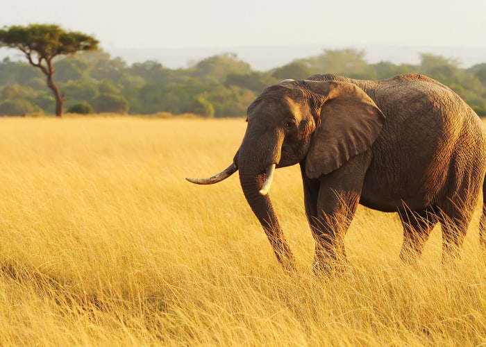 Réserve nationale du Masai Mara, retour à Nairobi