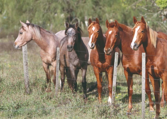 Estancia Ombu de Areco - Buenos Aires