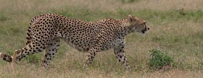 Zone de Ndutu - Serengeti central après la migration