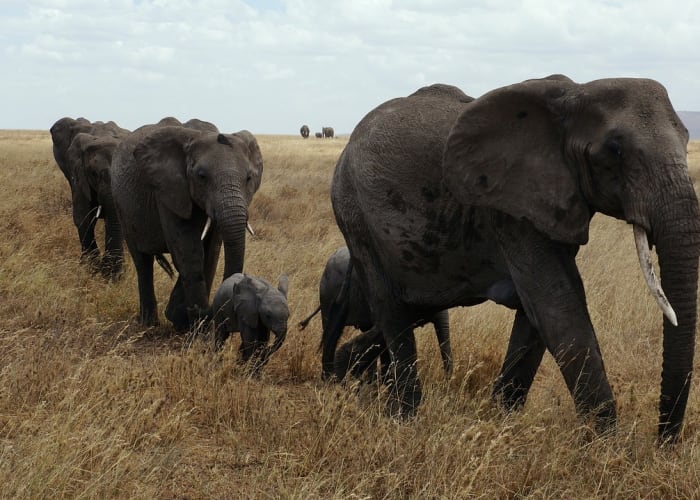 Lac Natron, Parc National du Serengeti