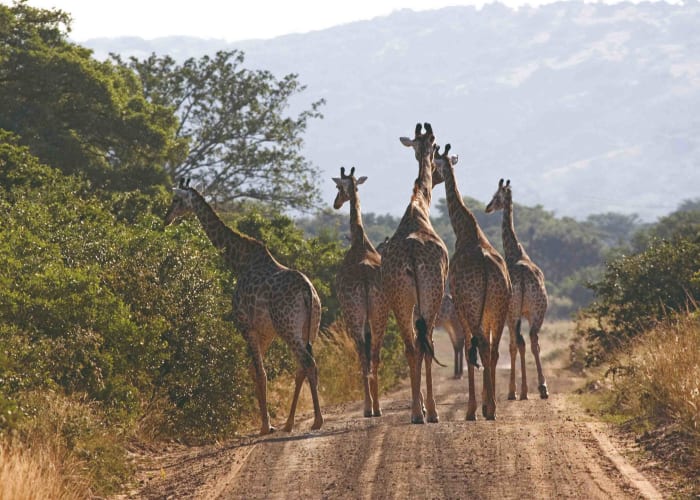 À la recherche des Big Five puis en route pour Cape Twon