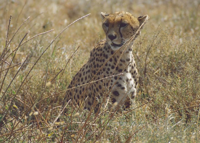 Parc national du Serengeti - Marche sur le bord du cratère du Ngorongoro