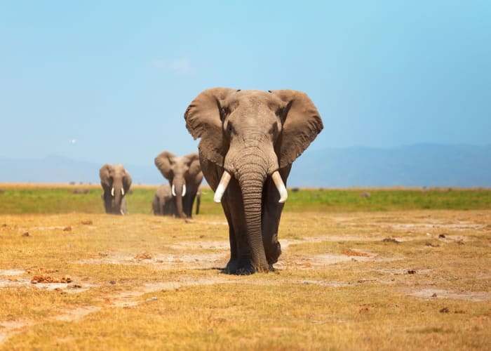 Safari dans le parc national d'Amboseli