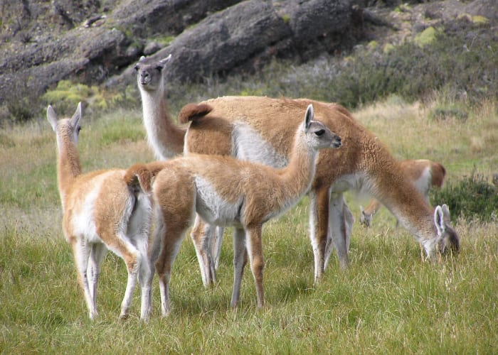 PARC NATIONAL TORRES DEL PAINE