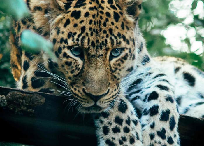 Yala et Talalla (2h)