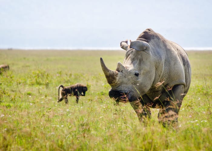 Départ de Nairobi pour Olpejeta Conservancy