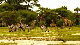 Arusha - Tarangire - Karatu