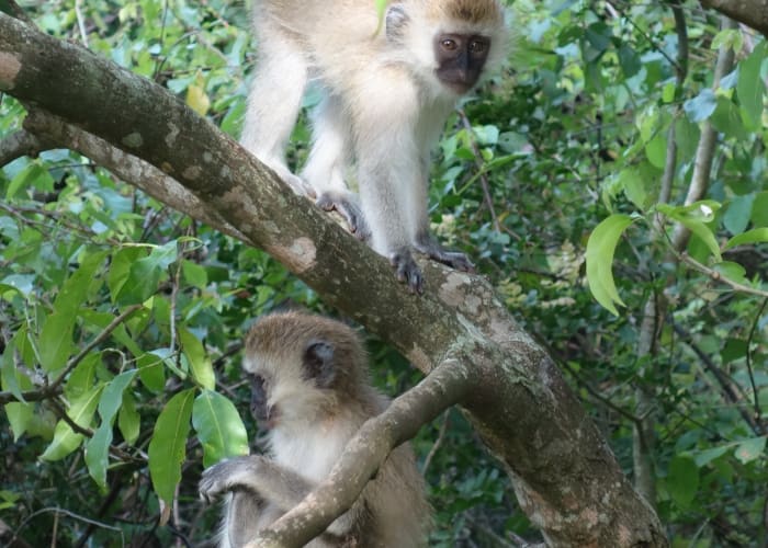 Randonnée dans les chutes d'eau et randonnée l'après-midi chez les singes colobes
