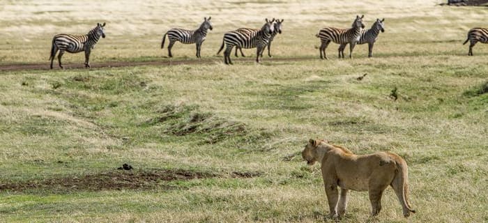 Cratère du Ngorongoro