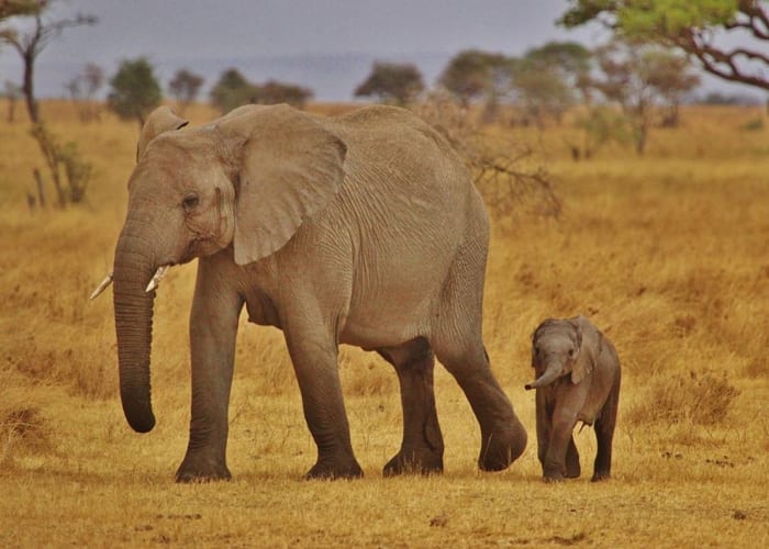 Lac Natron - Parc National de Tarangire