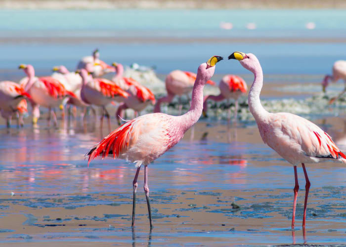 Uyuni- Villamar