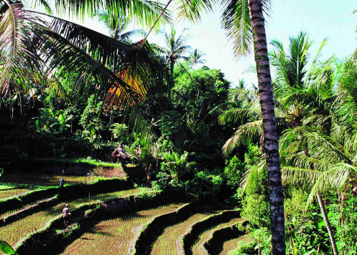 Rantepao et villages traditionnels