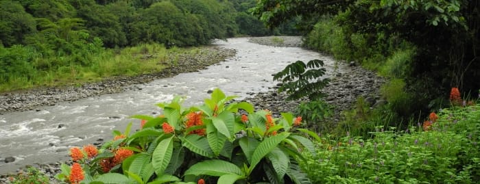 Sur les rives du Sarapiqui
