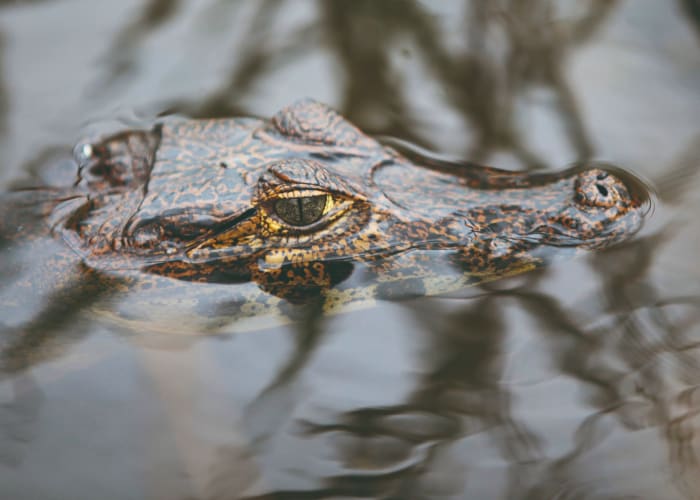 Parc Madidi