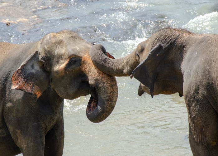 Au contact des éléphants au Millenium Elephant Foundation