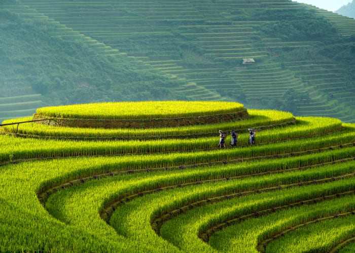 Nghia Lo - Mu Cang Chai