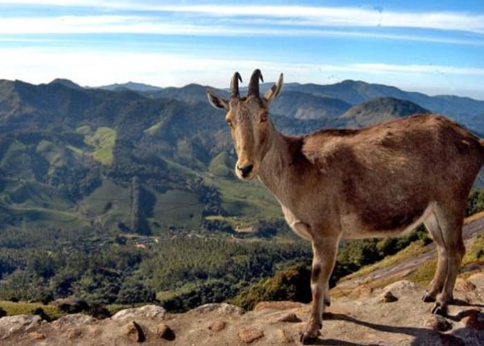 Alleyppey - Munnar (169 Km - 4h environ)