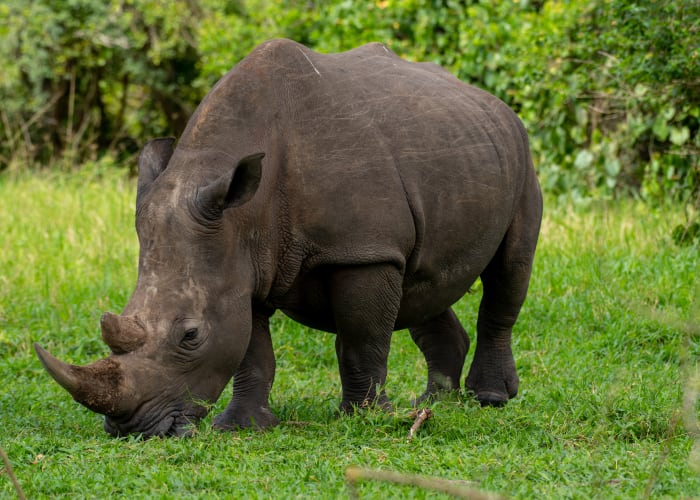 Transfert au parc national de Murchison Falls via Zziwa