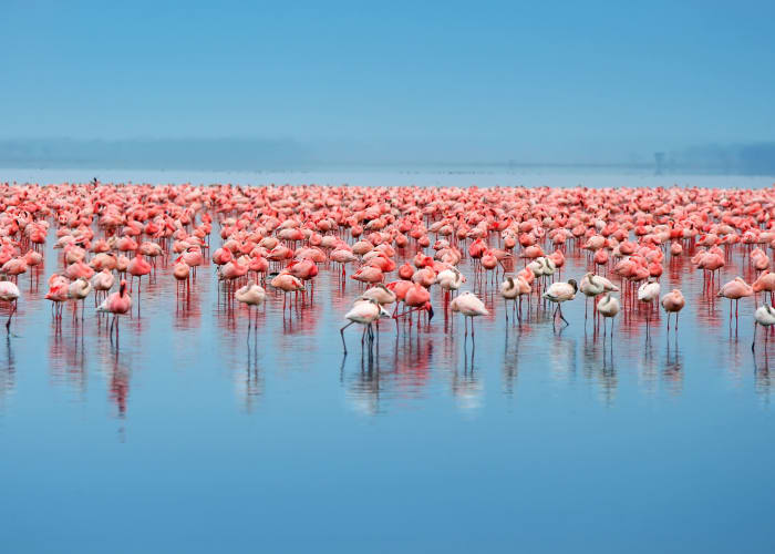 Nairobi - Parc national du lac Nakuru