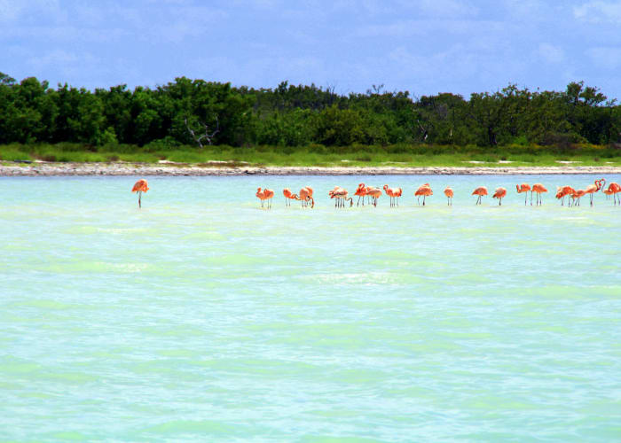 Exploration des mangroves en kayak