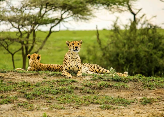 Parc national de Tarangire