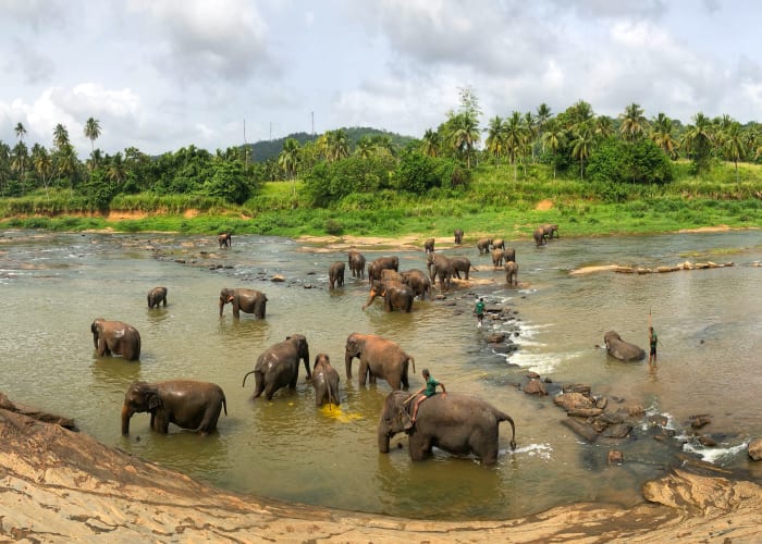 Negombo - Pinnawala - Dambulla - Habarana