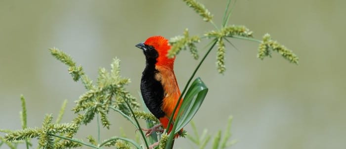 DU SERENGETI AU NGORONGORO