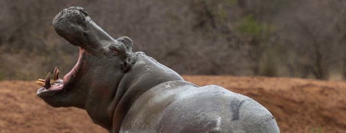Parc National Kruger - Réserve Privée Klaserie