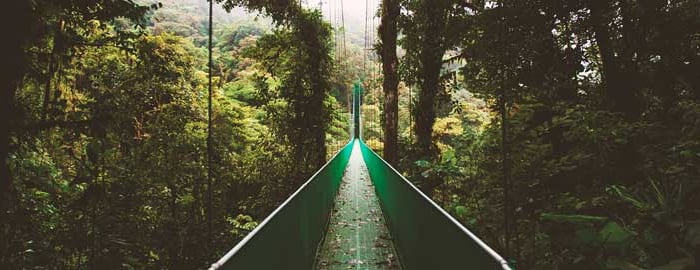 Matapalo, au portes du  Parc Corcovado